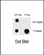 Phospho-MEKK1 (Thr1383) Polyclonal Antibody