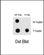 Phospho-c-Raf (Ser43) Antibody in Dot Blot (DB)