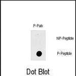 Phospho-c-Raf (Thr269) Antibody in Dot Blot (DB)