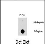 Phospho-HSP27 (Ser78) Antibody in Dot Blot (DB)