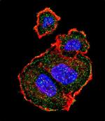 Phospho-TSC2 (Ser939) Antibody in Immunocytochemistry (ICC/IF)