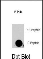 Phospho-HGK (Ser629) Polyclonal Antibody