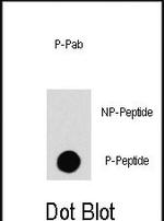 Phospho-c-Raf (Ser259) Antibody in Dot Blot (DB)