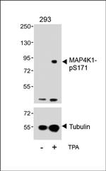Phospho-HPK1 (Ser171) Polyclonal Antibody