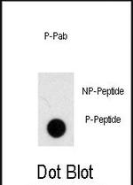 Phospho-NOMO1 (Ser1205) Polyclonal Antibody