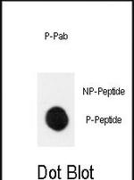 Phospho-MEK1 (Ser222) Antibody in Dot Blot (DB)