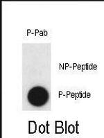 Phospho-Claudin 2 (Tyr224) Polyclonal Antibody