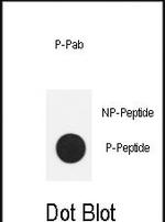 Phospho-Nanog (Ser71) Antibody in Dot Blot (DB)