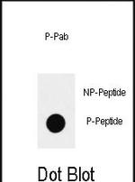 Phospho-SOX2 (Ser83) Antibody in Dot Blot (DB)