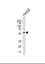 AF9 Polyclonal Antibody