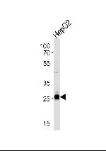 SIRT3 Antibody in Western Blot (WB)