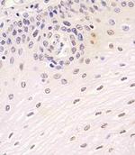 SIRT7 Polyclonal Antibody