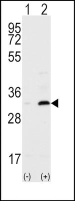 CD82 Antibody in Western Blot (WB)