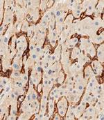 CD14 Antibody in Immunohistochemistry (Paraffin) (IHC (P))