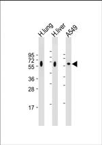 CD14 Antibody in Western Blot (WB)