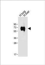 CD14 Antibody in Western Blot (WB)