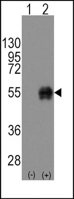 CD14 Antibody in Western Blot (WB)