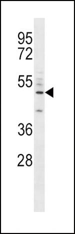 CD14 Antibody in Western Blot (WB)