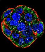 FGF1 Antibody in Immunocytochemistry (ICC/IF)