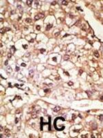 alpha Synuclein Antibody in Immunohistochemistry (Paraffin) (IHC (P))