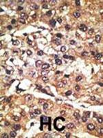 GPR37 Polyclonal Antibody