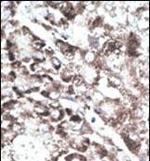 GPR37 Polyclonal Antibody