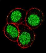 FLI1 Polyclonal Antibody