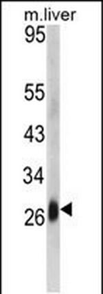 DCL-1 Antibody in Western Blot (WB)