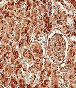 Albumin Antibody in Immunohistochemistry (Paraffin) (IHC (P))