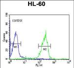 Granzyme B Antibody in Flow Cytometry (Flow)