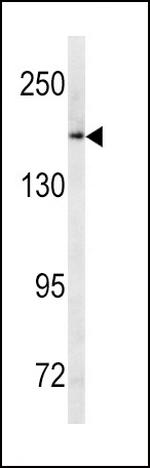 MRP1 Polyclonal Antibody