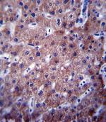 CYP2C19 Polyclonal Antibody