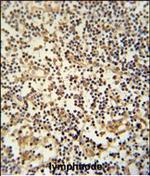MAML3 Polyclonal Antibody