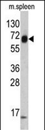 Cytokeratin 4 Antibody in Western Blot (WB)