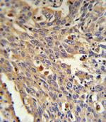 alpha Galactosidase Antibody in Immunohistochemistry (Paraffin) (IHC (P))