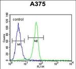 Biglycan Antibody in Flow Cytometry (Flow)