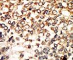 PKA alpha/beta Antibody in Immunohistochemistry (Paraffin) (IHC (P))