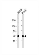 MELK Antibody in Western Blot (WB)