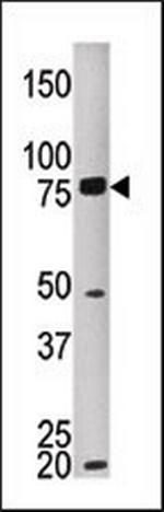 MELK Antibody in Western Blot (WB)