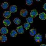 SIGLEC6 Antibody in Immunocytochemistry (ICC/IF)