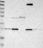 CD300a Antibody in Western Blot (WB)