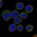 GAPT Polyclonal Antibody