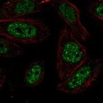 HIKESHI Polyclonal Antibody