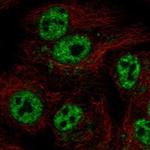 GTPBP6 Polyclonal Antibody