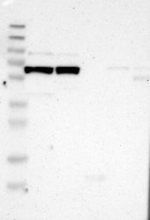 LEPREL1 Antibody in Western Blot (WB)