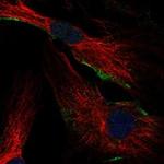 FGD5 Antibody in Immunocytochemistry (ICC/IF)