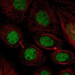 MFAP1 Polyclonal Antibody