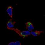 NMNAT2 Polyclonal Antibody