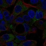 NOTUM Polyclonal Antibody