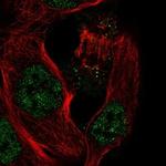 IL-33 Polyclonal Antibody